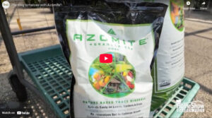 Planting Tomatoes With AZOMITE®