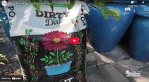 Why Is Fall The Best Time To Plant Citrus?