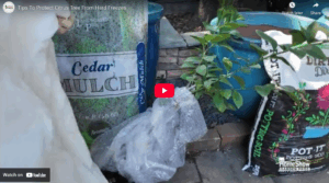 How to Protect Your Citrus Tree from Hard Freezes