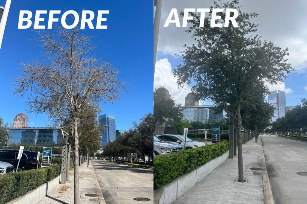 before and after using MitoGrow