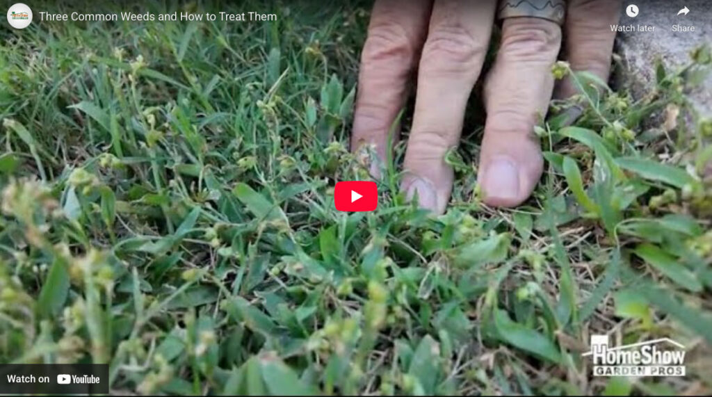 Three Common Weeds And How To Treat Them