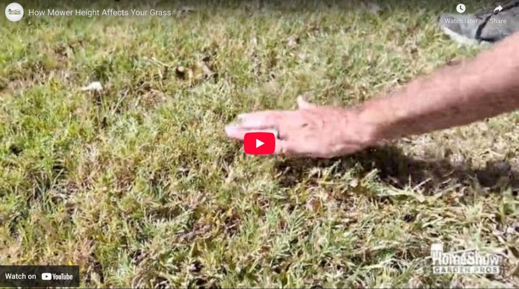 How Mower Height Affects Your Grass