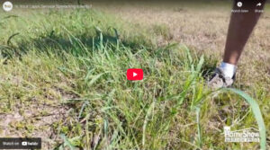 Is Your Lawn Service Spreading Weeds?