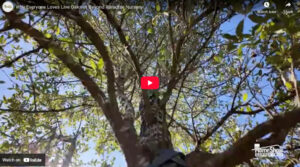 Why Everyone Loves Live Oaks at Beyond Paradise Nursery