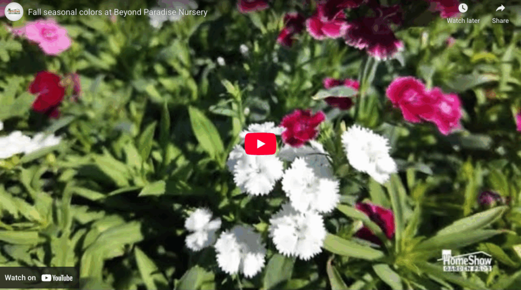 Fall seasonal colors at Beyond Paradise Nursery