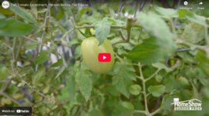 Fall Tomato Experiment, Harvest Before The Freeze - Wabash Feed & Garden