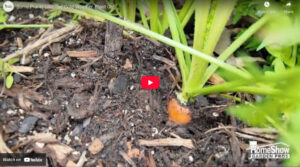 Some Plants Like The Cold Weather, Plant On! - Wabash Feed & Garden