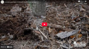 Insulate your trees roots with mulch