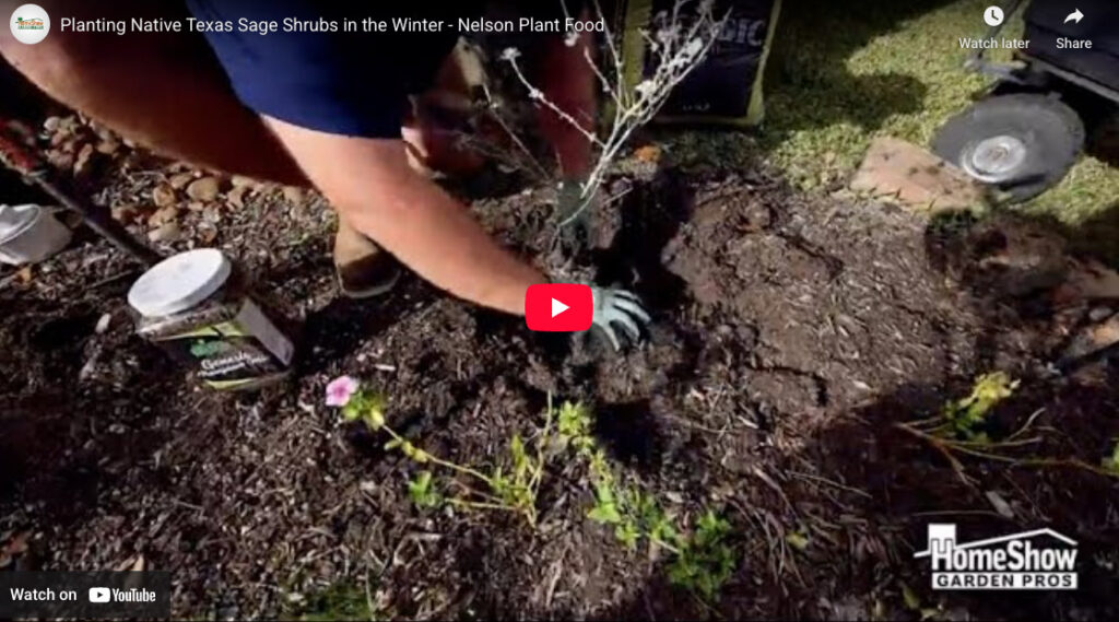 Planting Native Texas Sage Shrubs in the Winter - Nelson Plant Food
