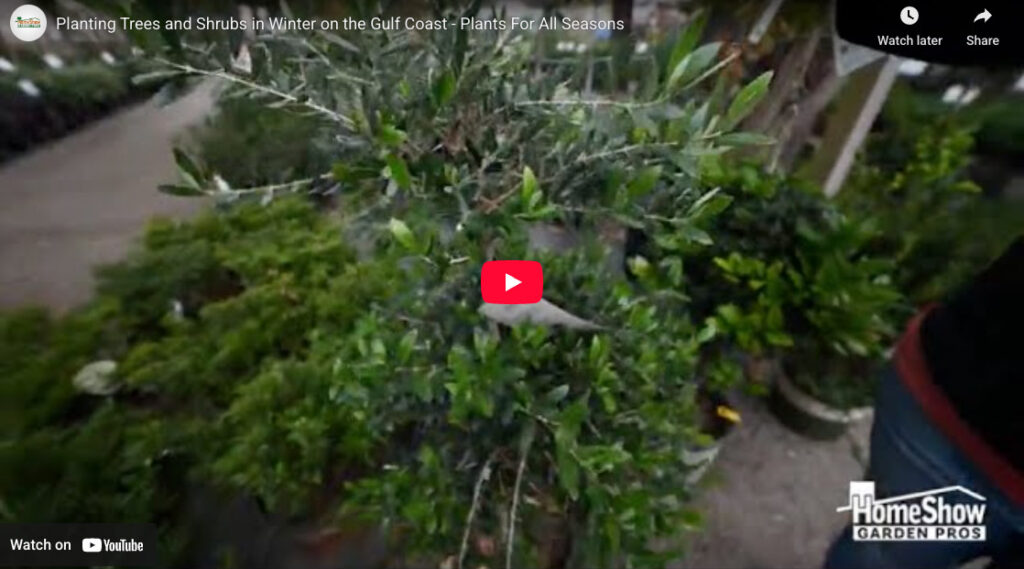 Planting Trees and Shrubs in Winter on the Gulf Coast
