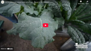 Did my plants get enough water after a rain