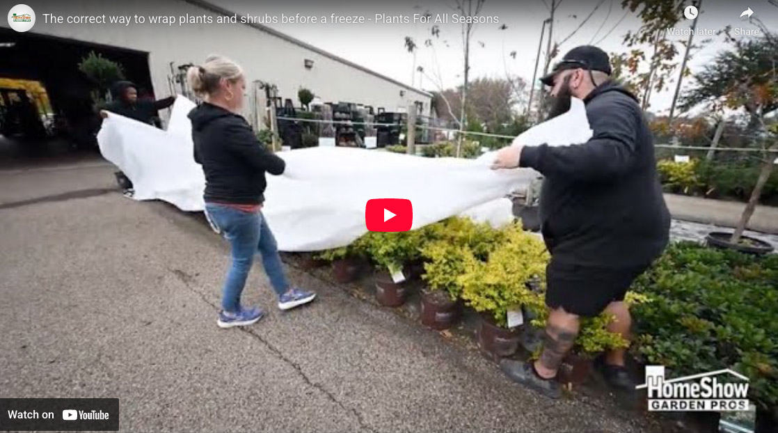 How To Protect Plants & Shrubs Before A Freeze | HomeShow Garden Pros Radio