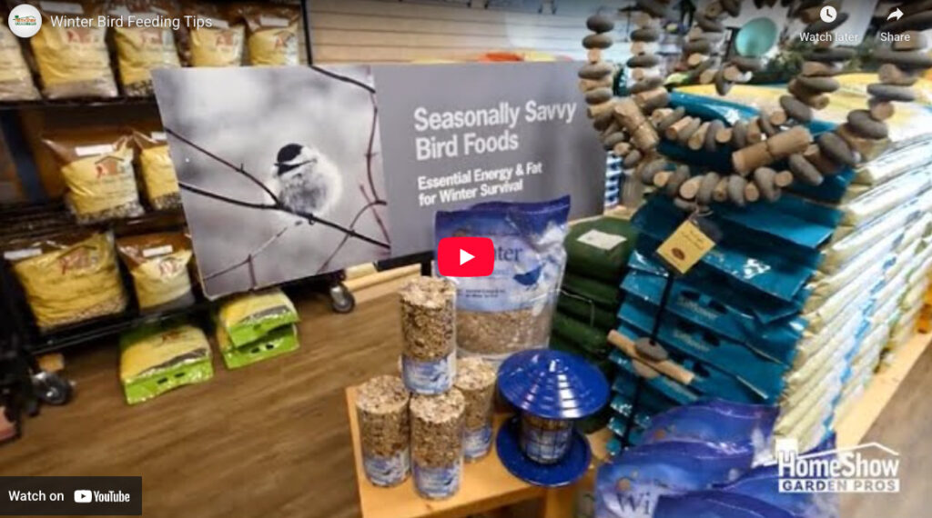 Winter Bird Feeding Tips