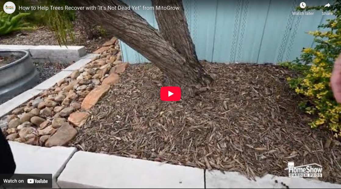 Help Tree Home How to Help Trees Recover with It’s Not Dead Yet | HomeShow Garden Pros ...