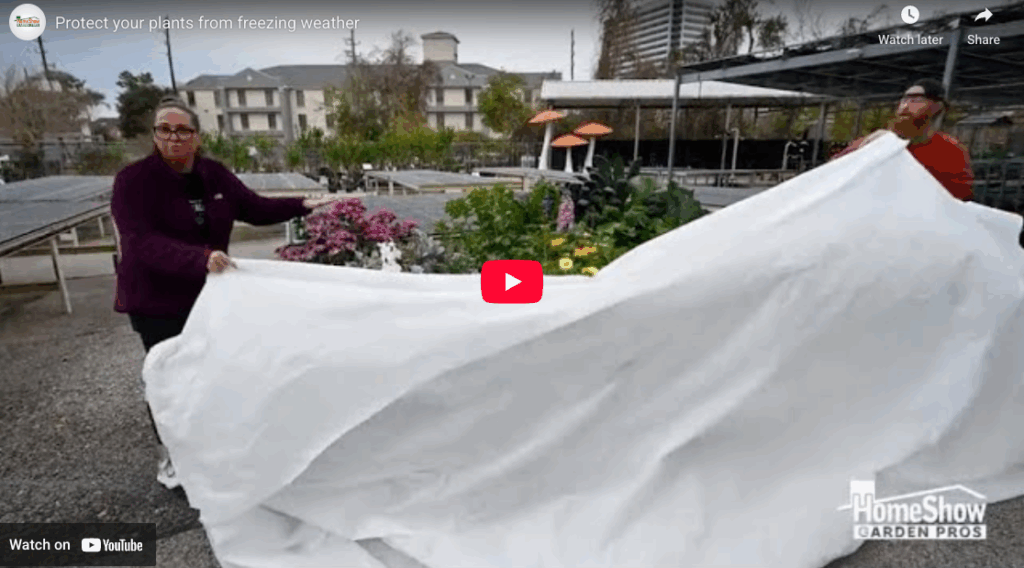 Protect your plants from freezing weather