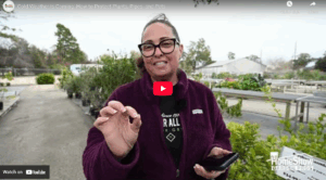 How to Protect Plants, Pipes, and Pets