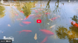 How to Care for Pond Fish During Cold Weather