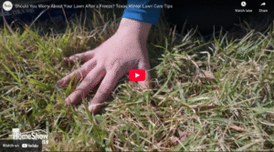 Should You Worry About Your Lawn After a Freeze?