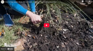 How to Prep Garden Beds After a Freeze