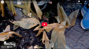 How to Trim Plants After a Freeze