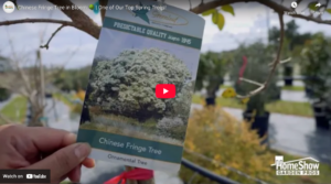 Why the Chinese Fringe Tree Is a Must-Have for Your Garden - Beyond Paradise Nursery