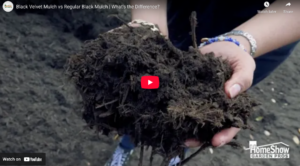 Black Velvet Mulch vs Regular Black Mulch - Beyond Paradise Nursery