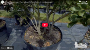 Texas Mountain Laurel Tree | A Beautiful Texas Native for Your Landscape - Beyond Paradise Nursery