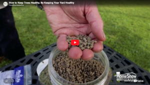 How to Keep Trees Healthy Thumbnail