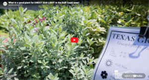 Direct Sunlight Plants Video Thumbnail