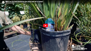 Plants that Can Sit In Water Thumbnail