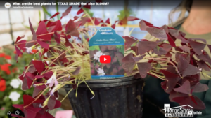 Shade Plants That Bloom Video Thumbnail