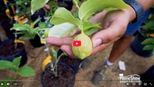 Citrus Plants Thumbnail
