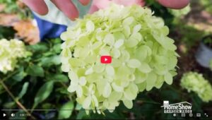 All About Hydrangeas Thumbnail
