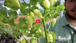 Hybrid Pepper Plant Options Thumbnail