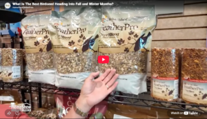 Best Bird Seed for Fall and Winter Months Video