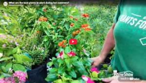 Planting During Summer Video