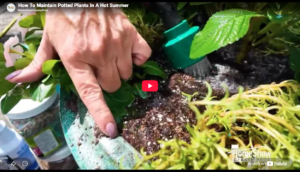 Summer Potted Plant Maintenance Video