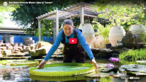 Victoria Water Lilies Video