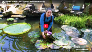 Benefits of Water Lilies Video