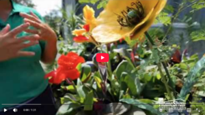 Fall Colors In Your Houston Garden Video