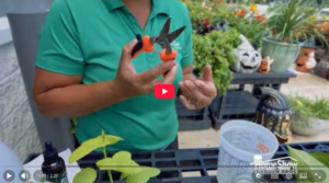 How to Propagate Plants Video