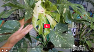 The Best House Plant Video