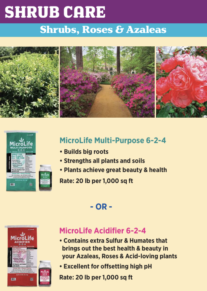 Shrub Care Guide